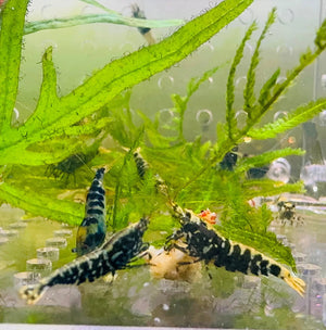 Mix Caridina Shrimp - Random Color 2-3cm Show Micro Aquatic Shop