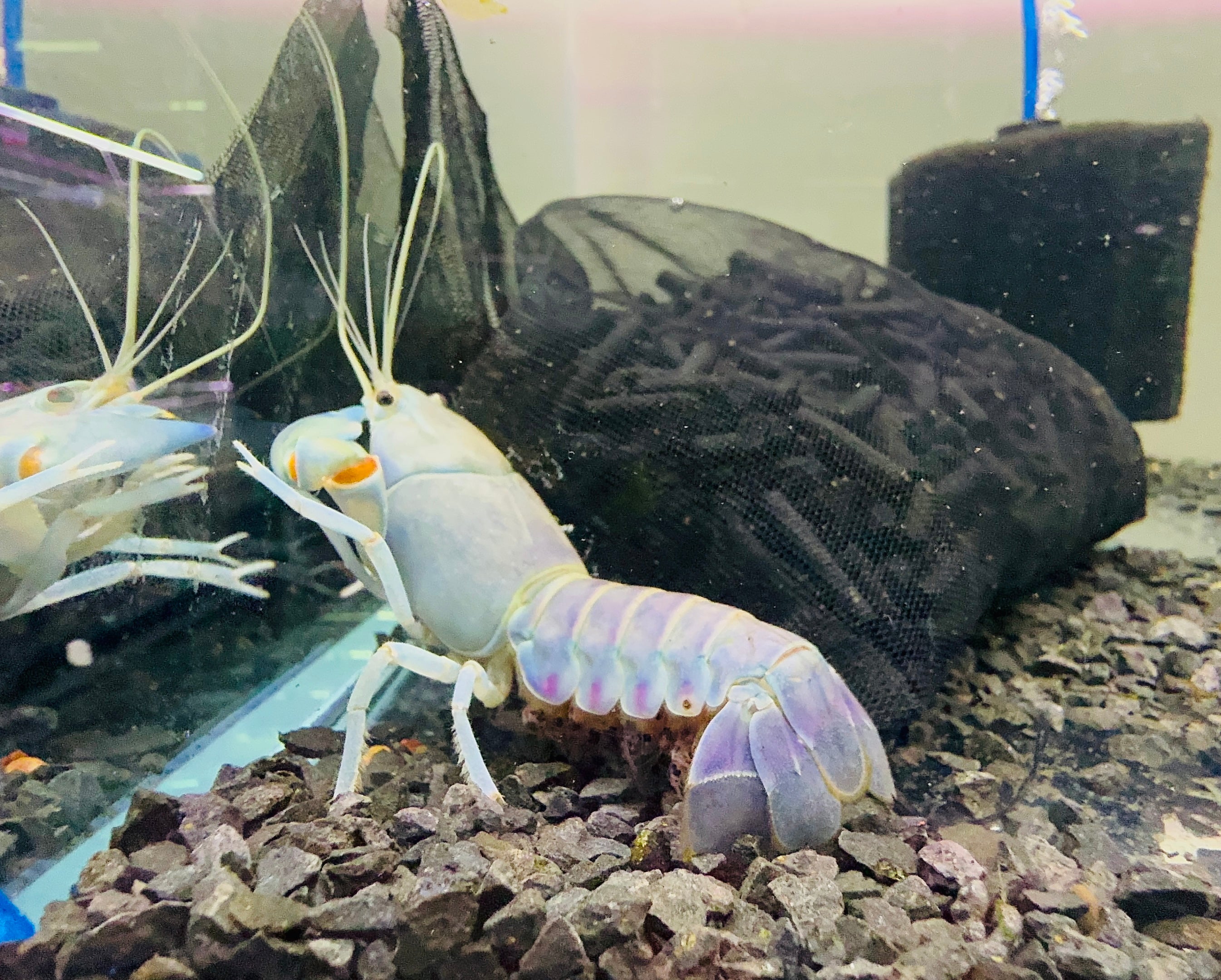 Yabbie – Blue Claw Yabby / Crayfish 8-10cm