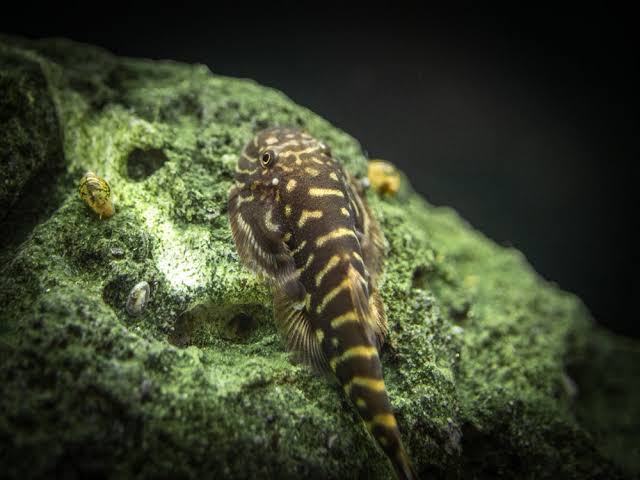 Stream Loaches -Stripe Borneo Sucker 3cm