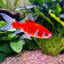 Gold Fish - Comet 5cm ( cold water ) Micro Aquatic Shop