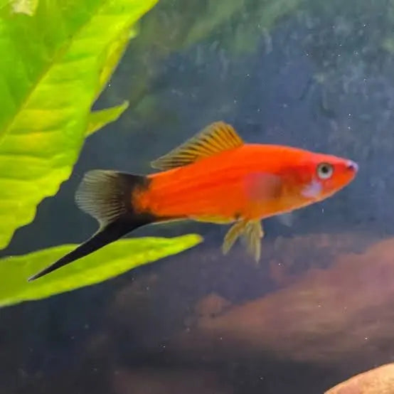 Swordtail - Red Wag Micro Aquatic Shop