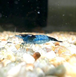 *NEW *Blue Dragon Cherry Micro Aquatic Shop