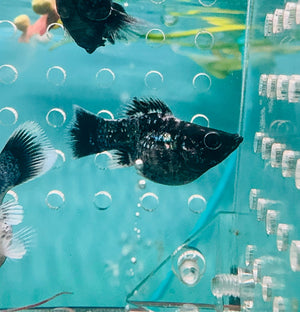 Mollies – Blue Metalic Balloon 3cm Micro Aquatic Shop