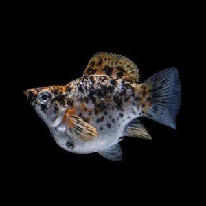 Mollies – Balloon Yellow Calico 2cm Micro Aquatic Shop