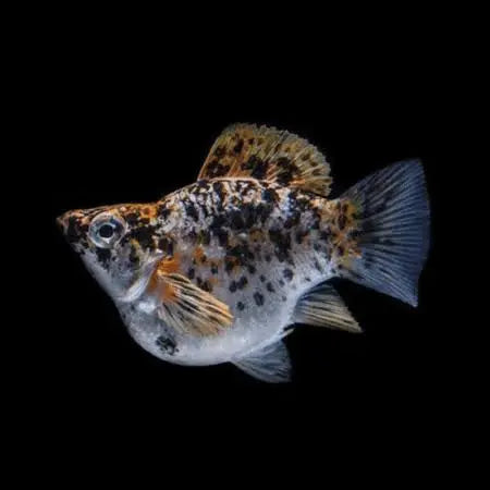 Mollies – Balloon Yellow Calico 2cm Micro Aquatic Shop