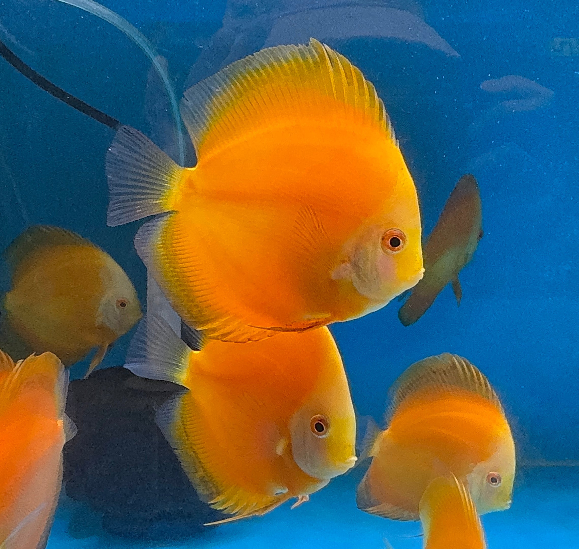 Discus - Yellow golden 9cm Micro Aquatic Shop