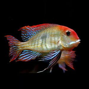 American Cichlid –Geo. Orange Head Tapajos 4cm Micro Aquatic Shop