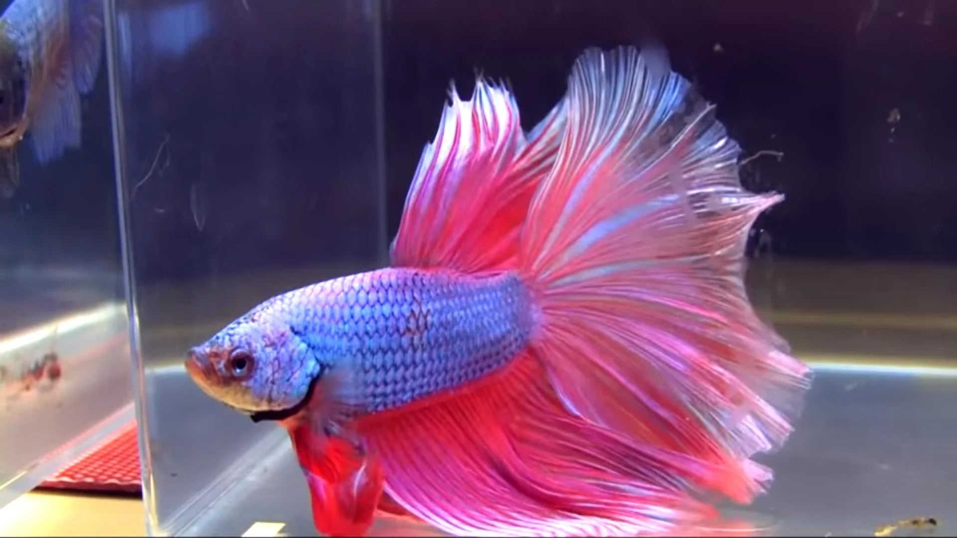 Live Stream Flash Sale Product