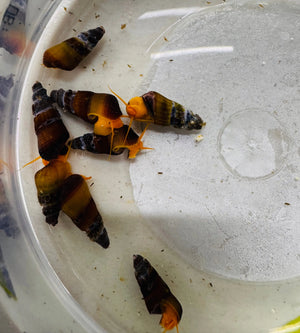 Yellow Sulawesi Rabbit Snail 2cm Micro Aquatic Shop