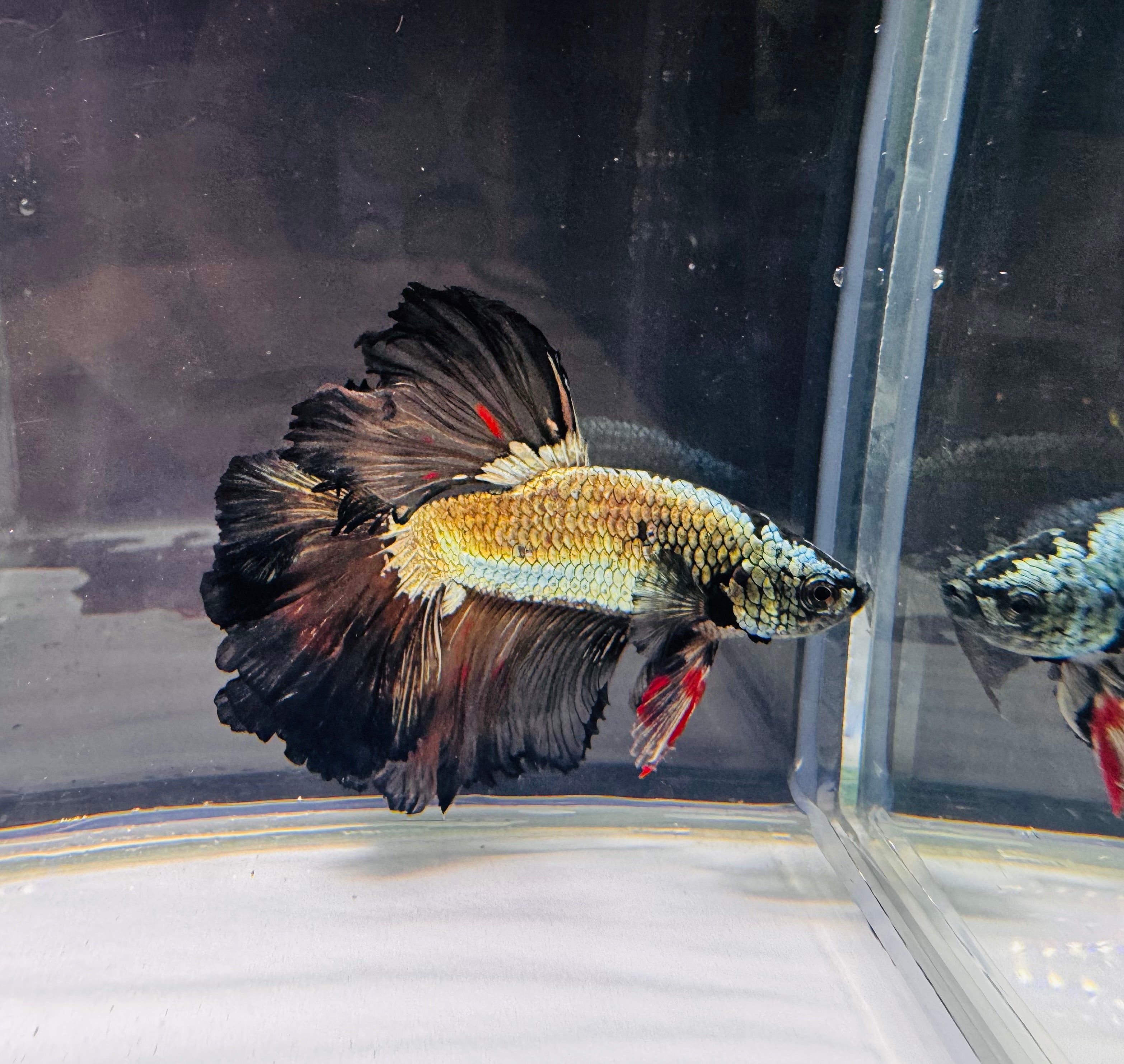 Betta Male - Dark Knight D2