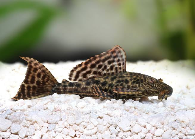 Plecotomus Sailfin L165/L083 6cm