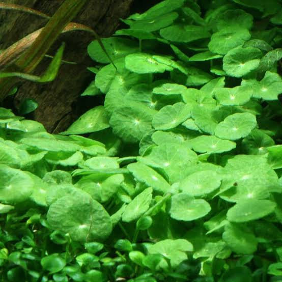 Rare -Tissue Culture - HYDROCOTYLE VERTICILLATA