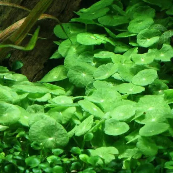 Rare -Tissue Culture - HYDROCOTYLE VERTICILLATA Micro Aquatic Shop