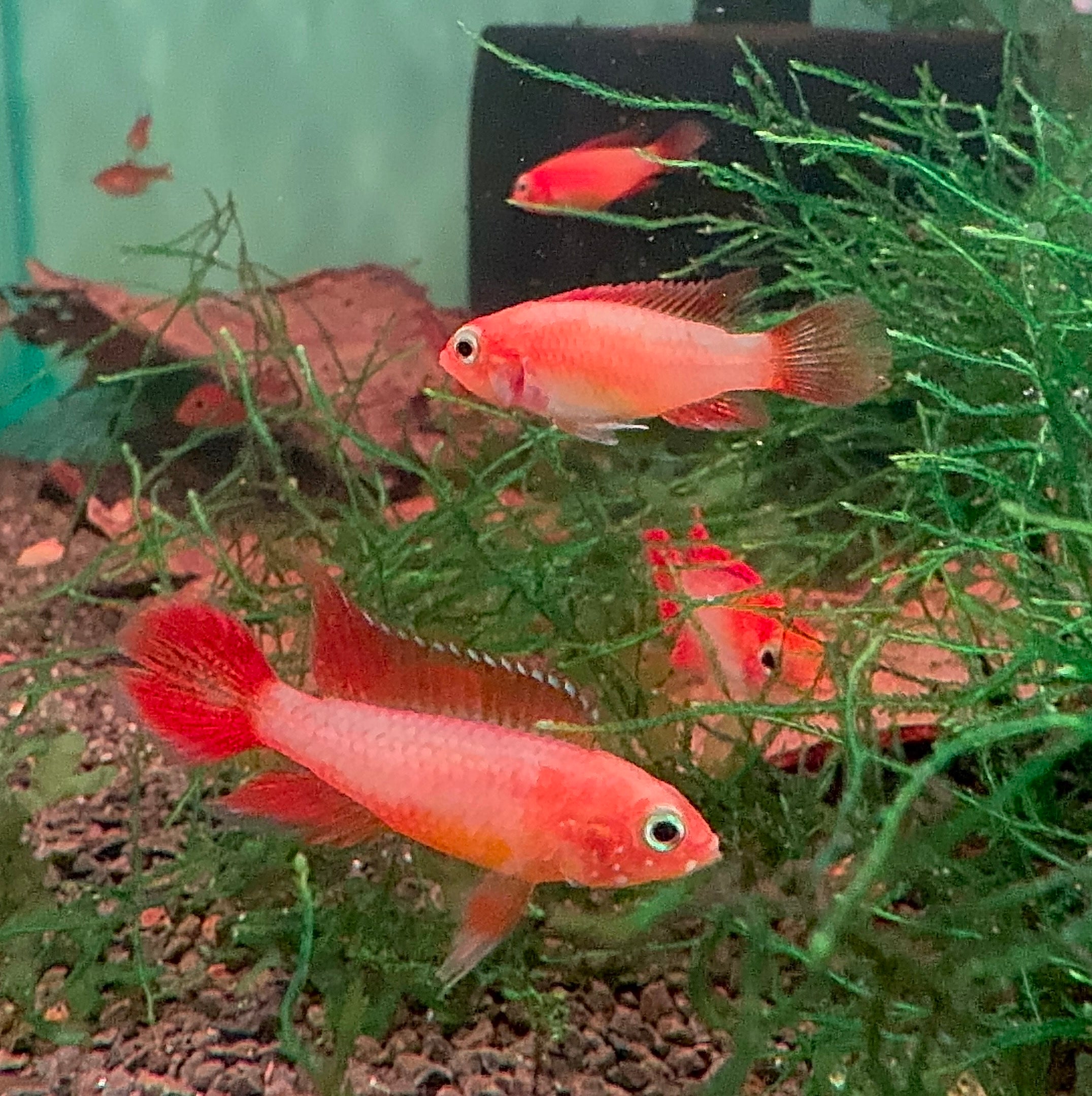 Dwarf Cichlid - Apistogramma Gold Fire Red *RARE* Micro Aquatic Shop