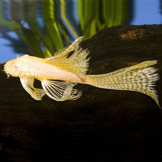 Albino Bristlenose Long Fin 5-6cm Micro Aquatic Shop