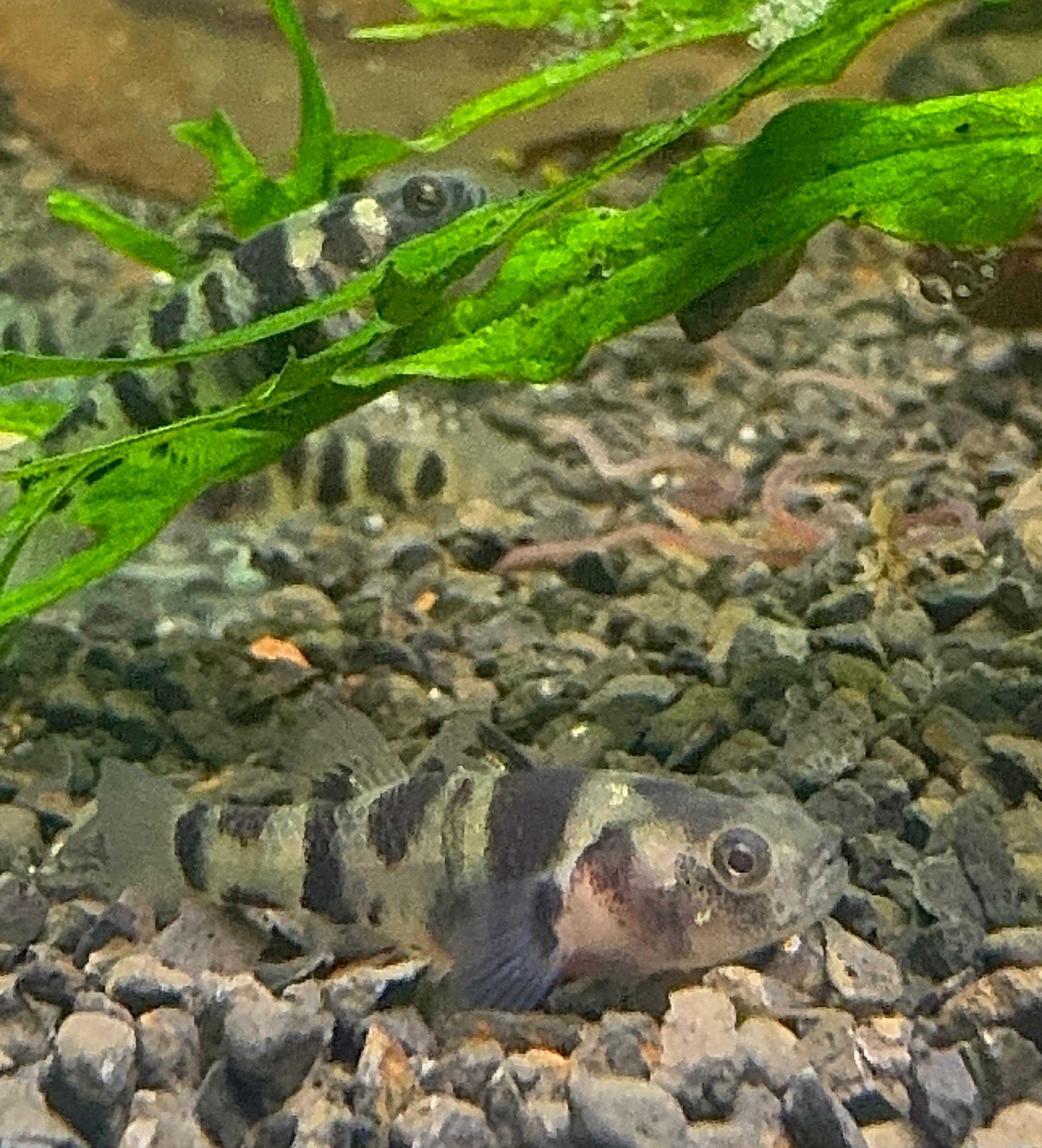 Dwarf leopard goby 1.5cm
