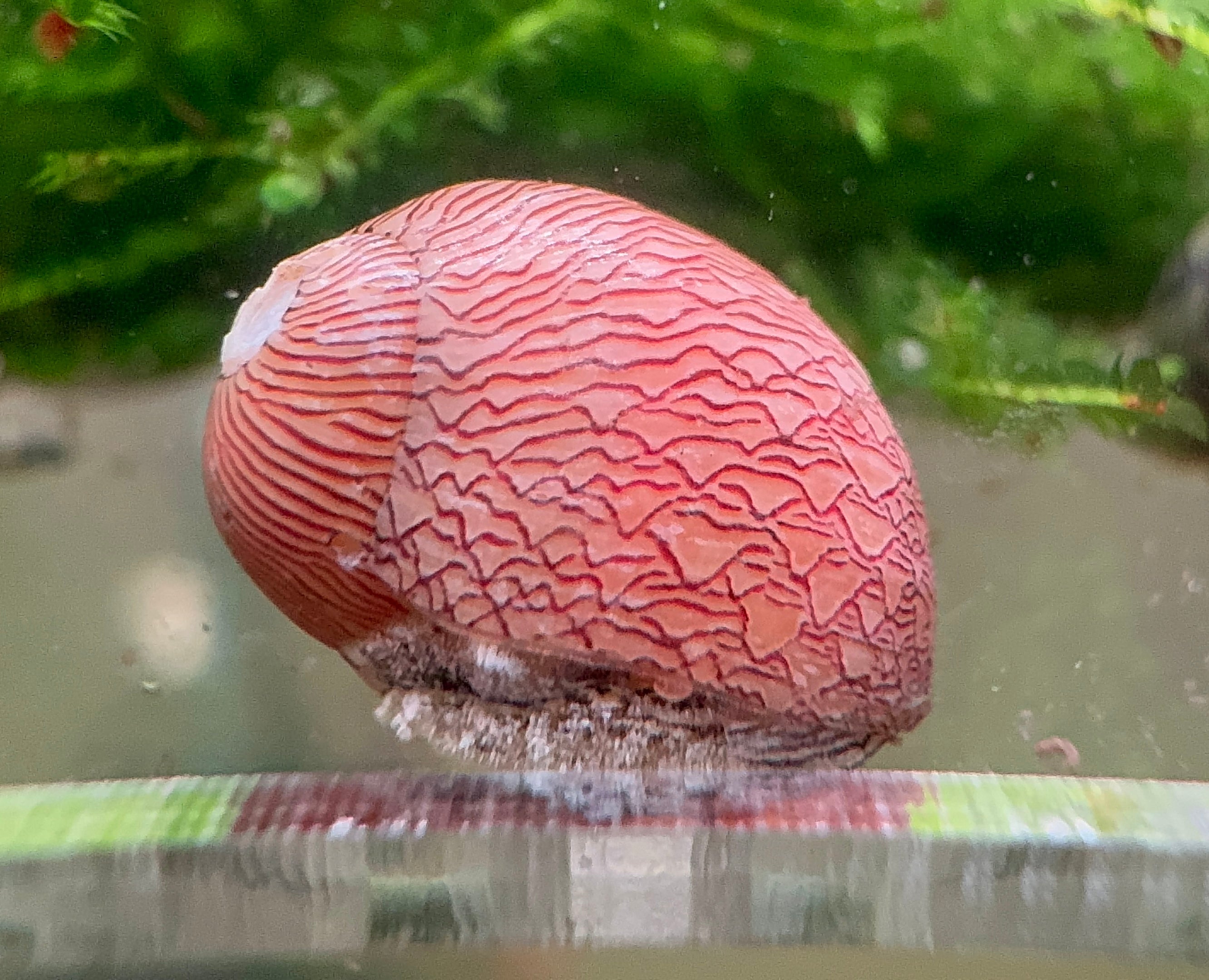 Nerite Snail | Algae Eater for Aquariums