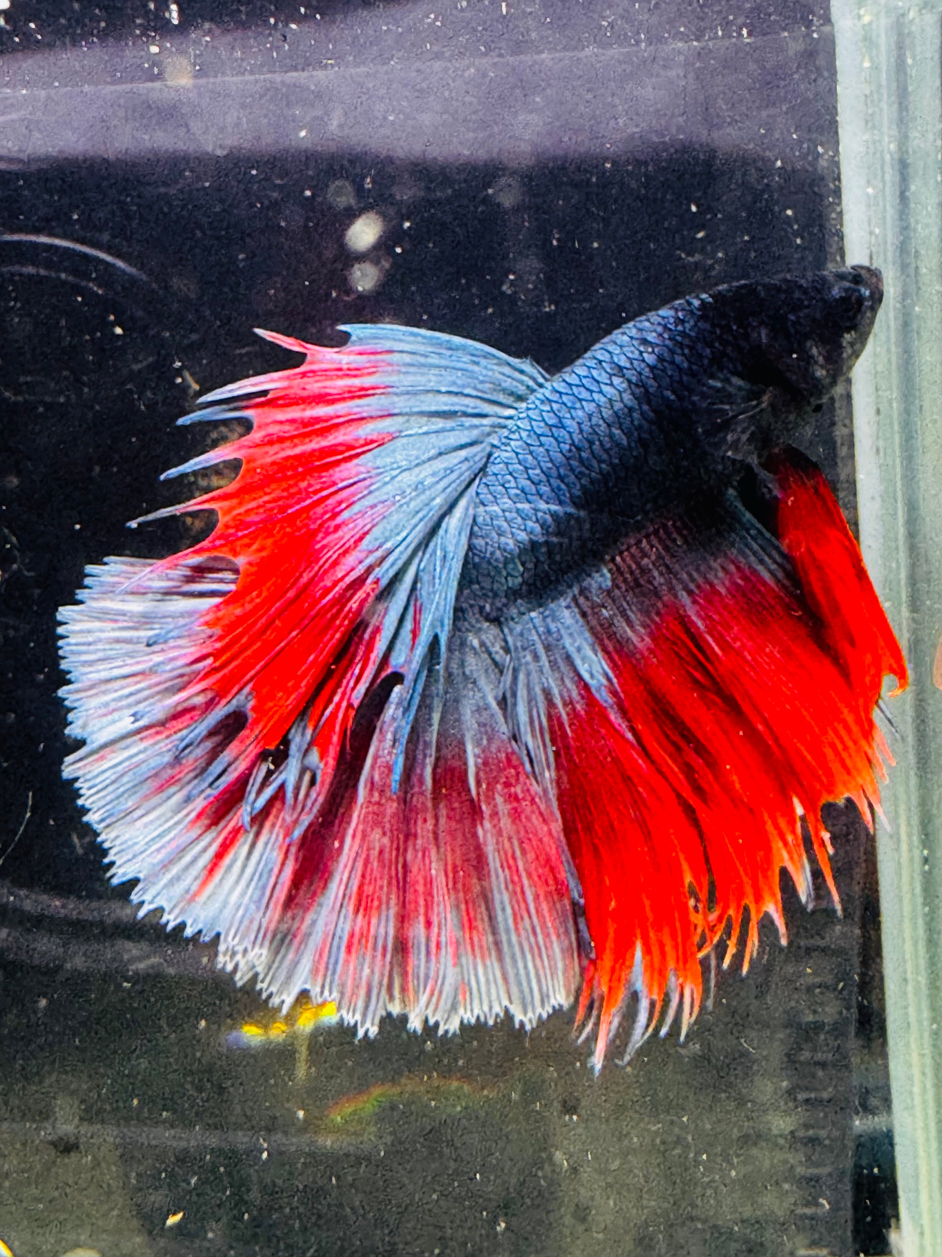 Betta Male - A Grade Half Moon Red & Blue