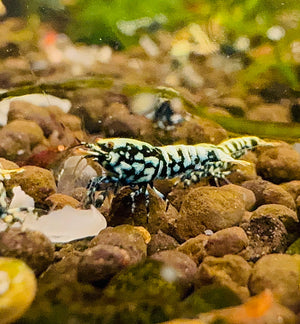 Caridina Shrimp - Black Galaxy (Medium - High Grade) 1cm Micro Aquatic Shop
