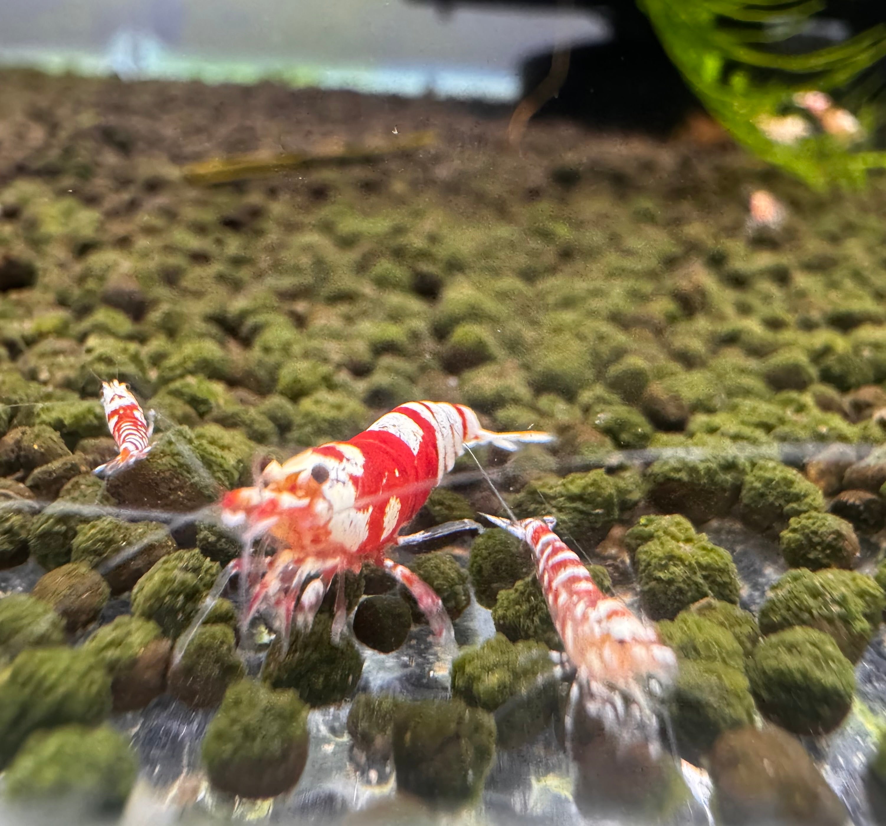 Caridina Shrimp - Red Fancy Tiger- Medium Grade