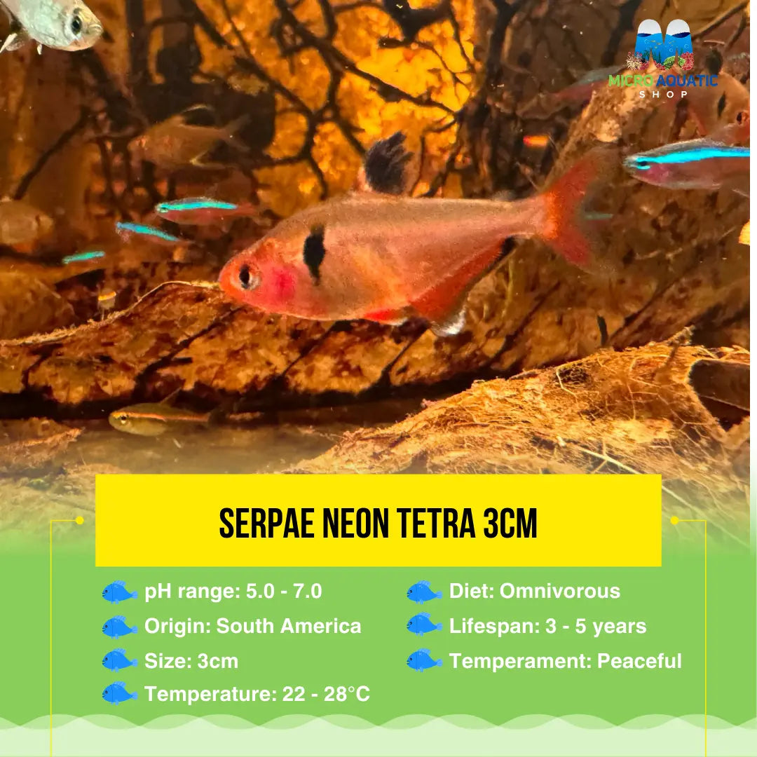 Serpae Neon Tetra 3cm Micro Aquatic Shop