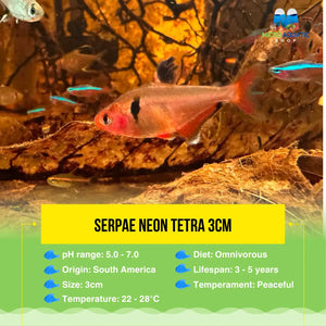 Serpae Neon Tetra 3cm Micro Aquatic Shop
