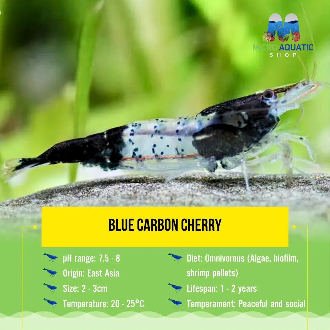 *NEW *Blue Carbon Cherry Micro Aquatic Shop