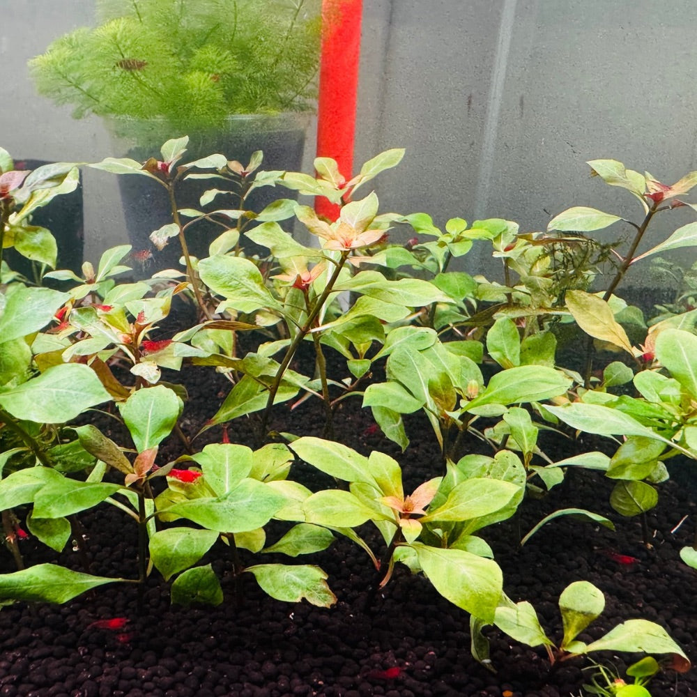 Ludwigia Natans Micro Aquatic Shop