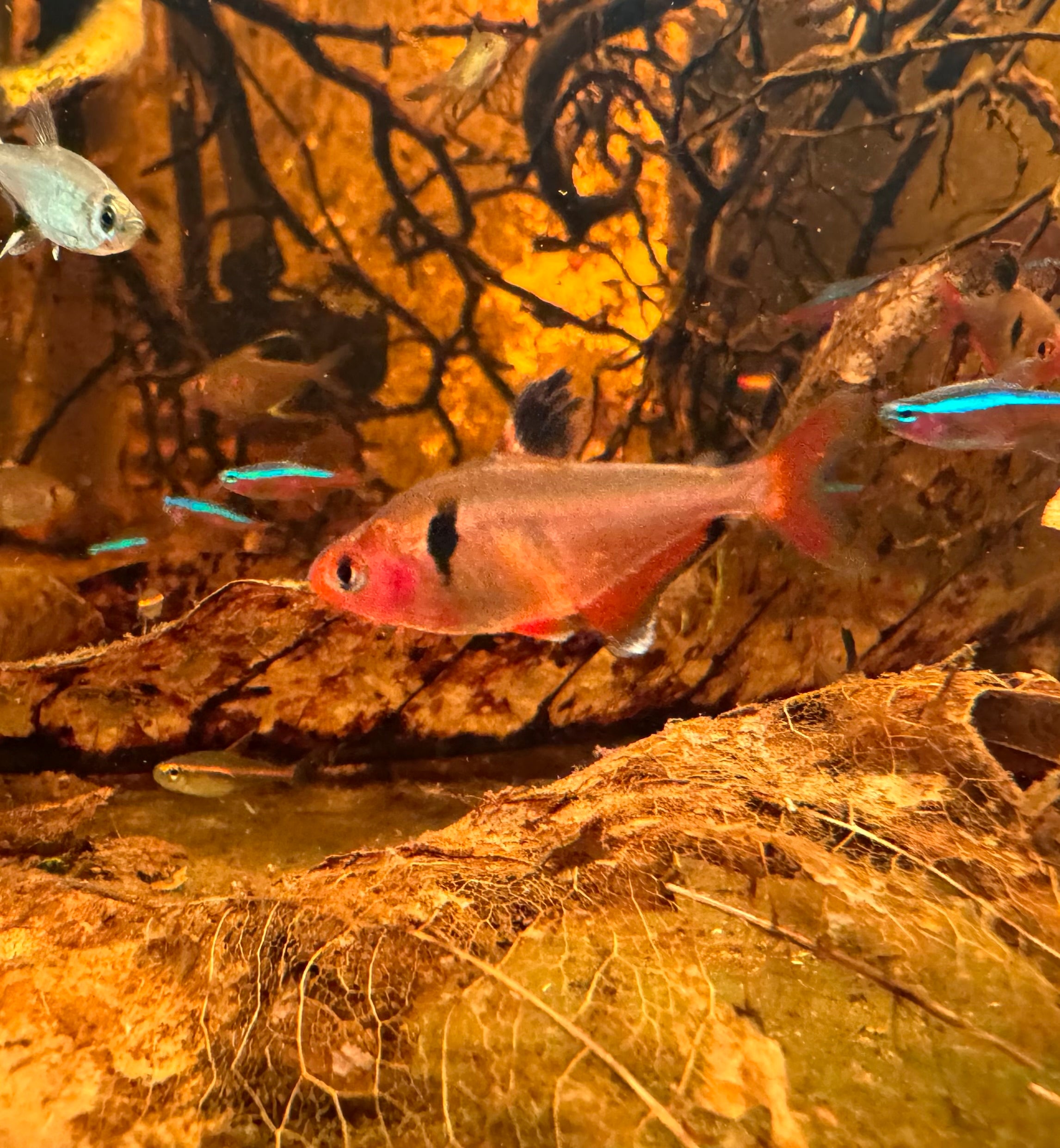 FLASH SALE Serpae Neon Tetra 3cm