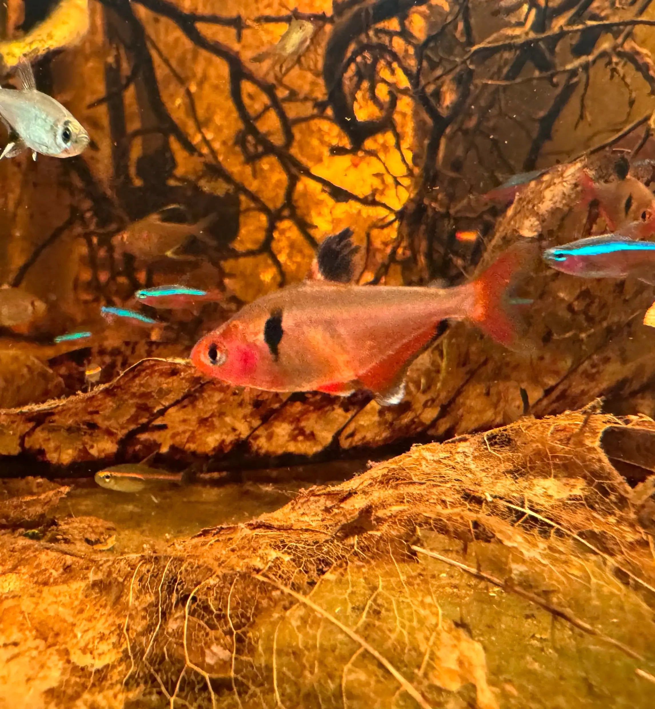 Serpae Neon Tetra 3cm Micro Aquatic Shop