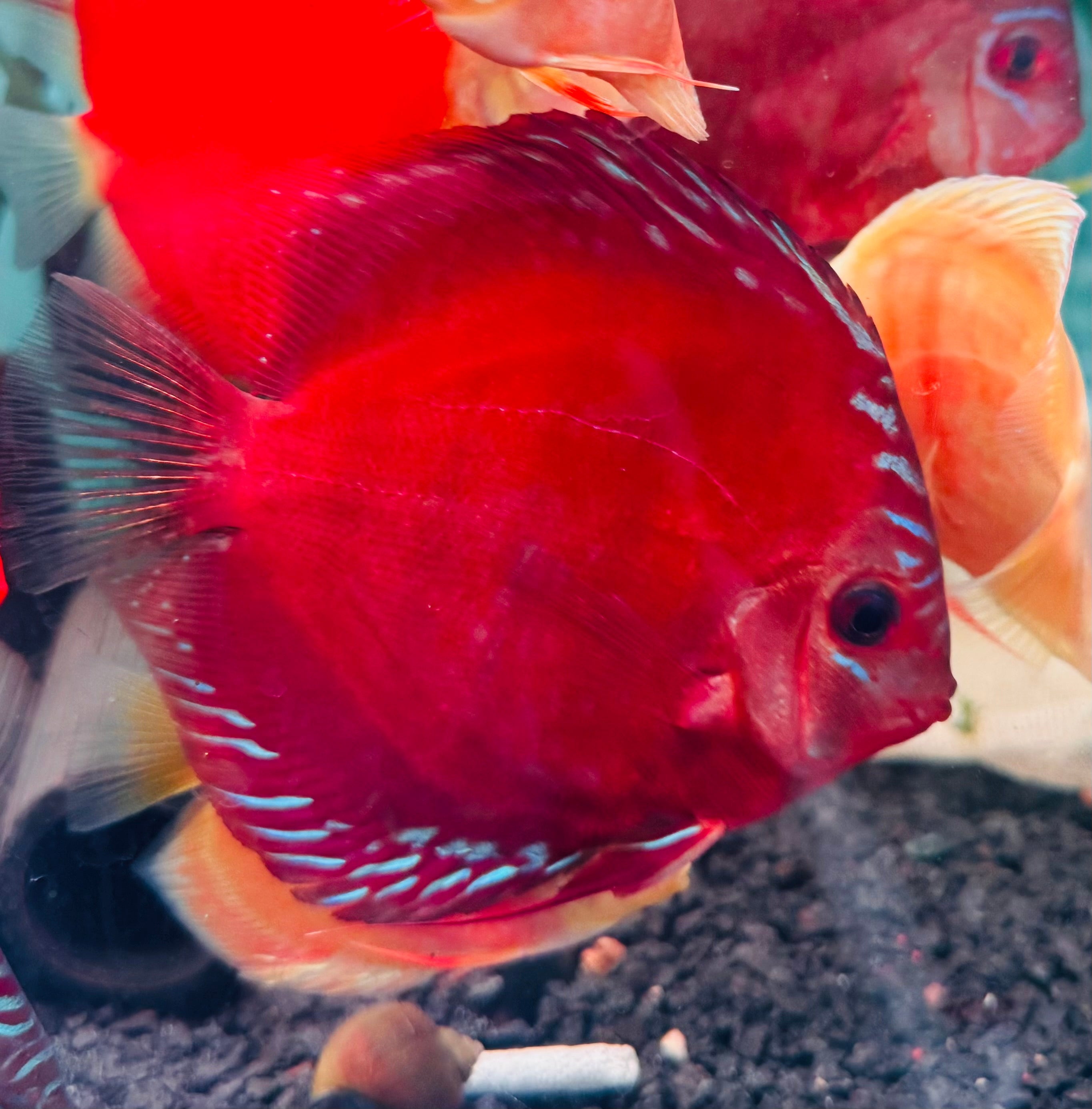 Discus - Red Alenquer 11cm Show Micro Aquatic Shop