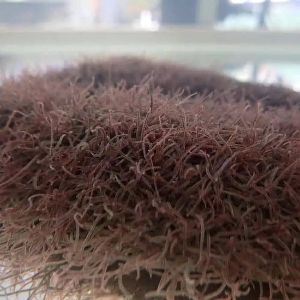 Live - blackworm 10ml Micro Aquatic Shop