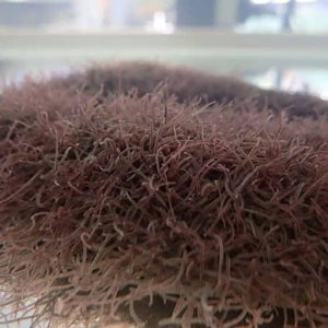 Live - blackworm 10ml Micro Aquatic Shop