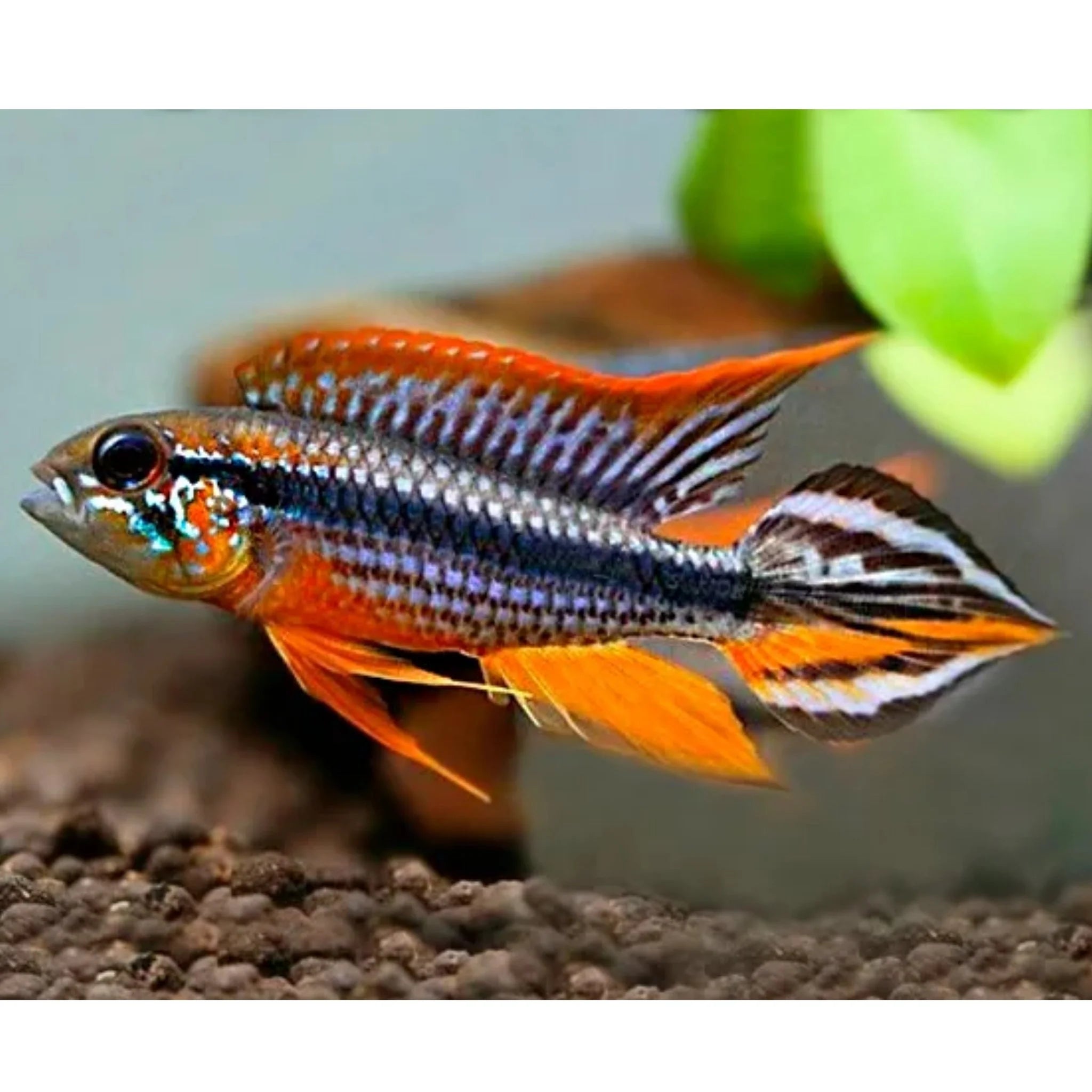 Dwarf American Cichlid - -Apistogramma Agassiz 'Tefe Red Back' - Rare Micro Aquatic Shop