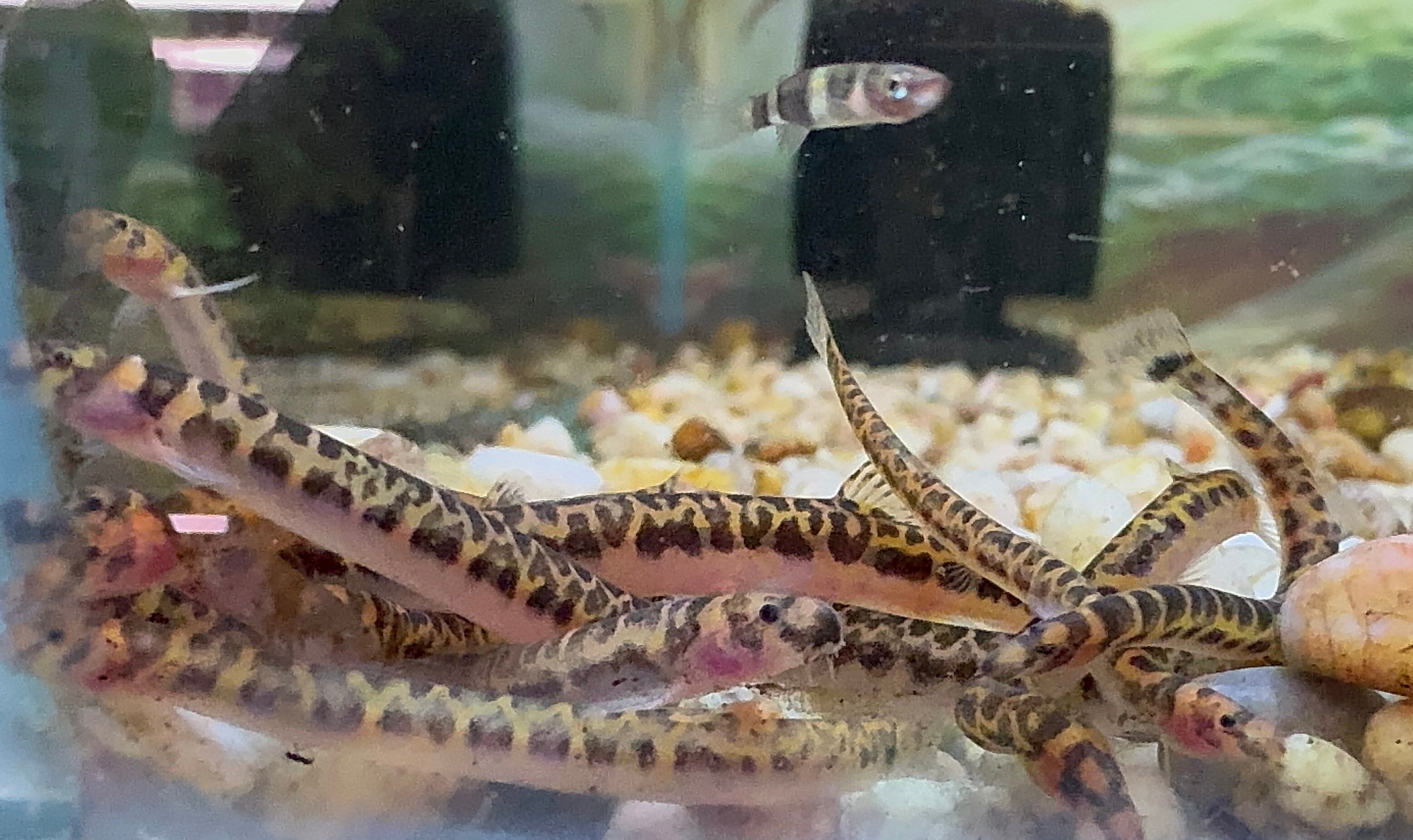 Shelfordi Pygmy Tiger Kuhli Loach 4cm Limited Number