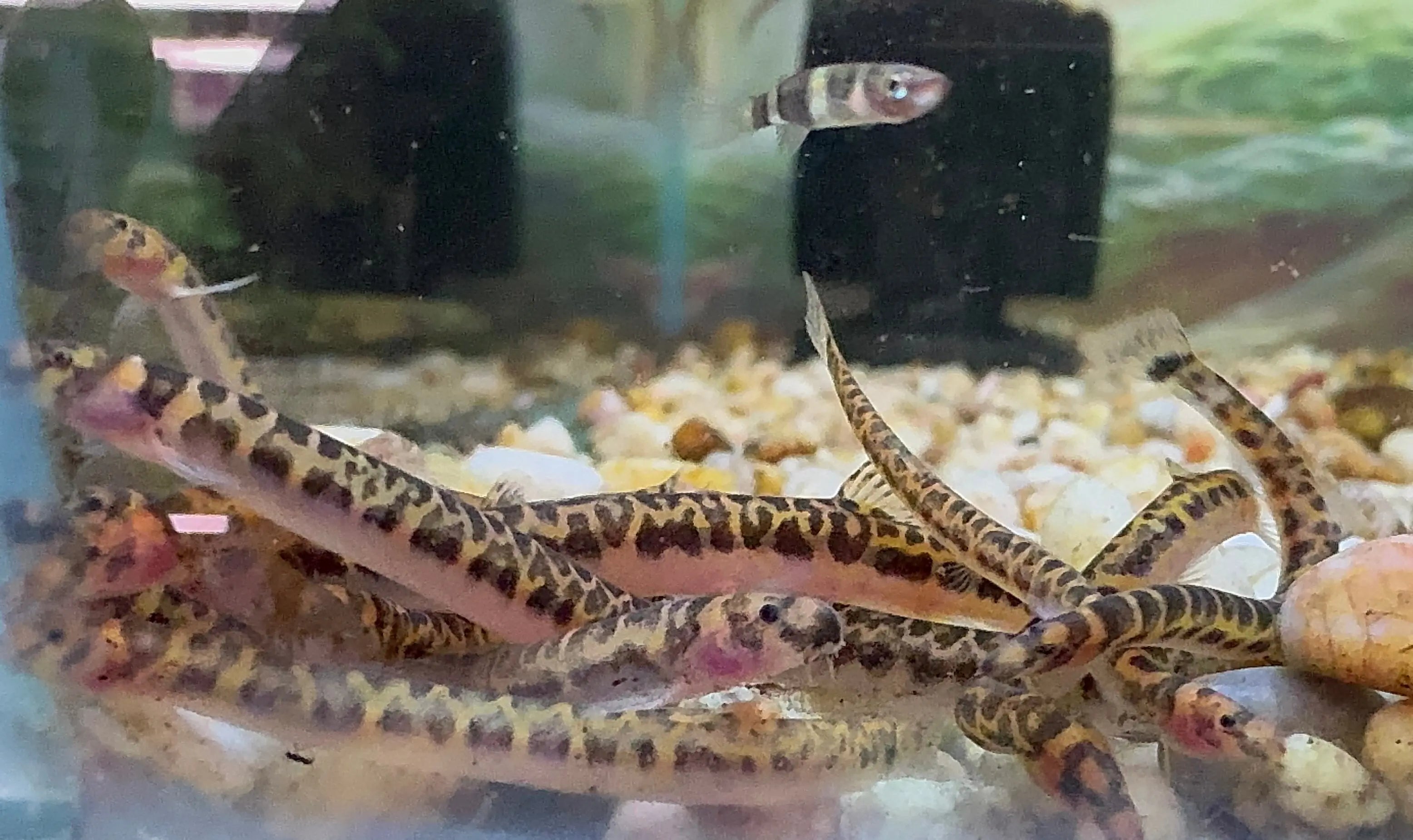 Shelfordi Pygmy Tiger Kuhli Loach 4cm Limited Number Micro Aquatic Shop