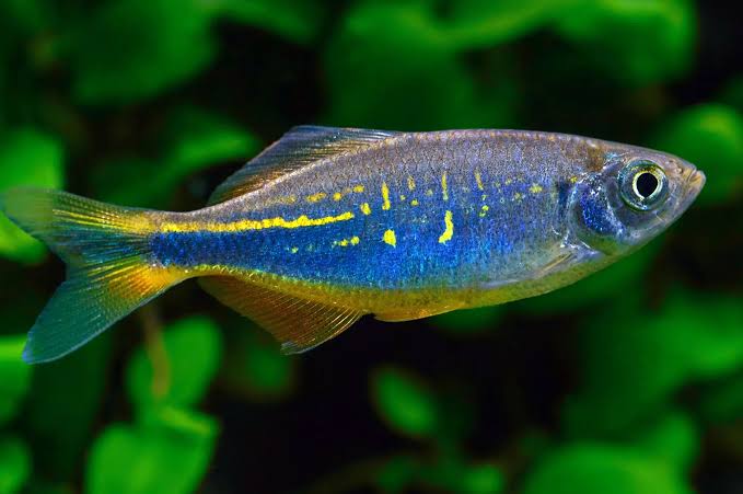 Danio - Giant 3cm