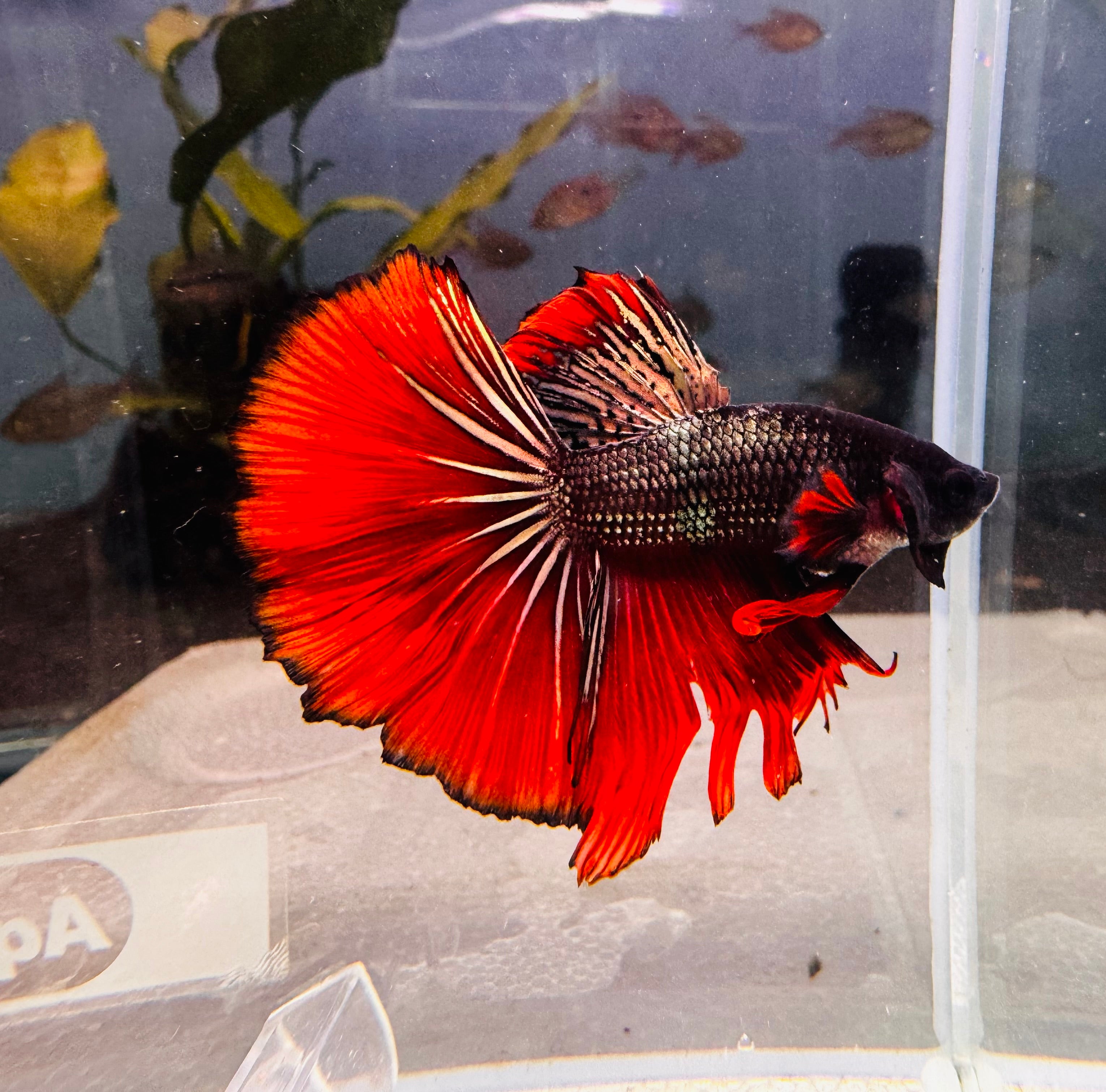 Betta Male - Premium Dark Knight D4