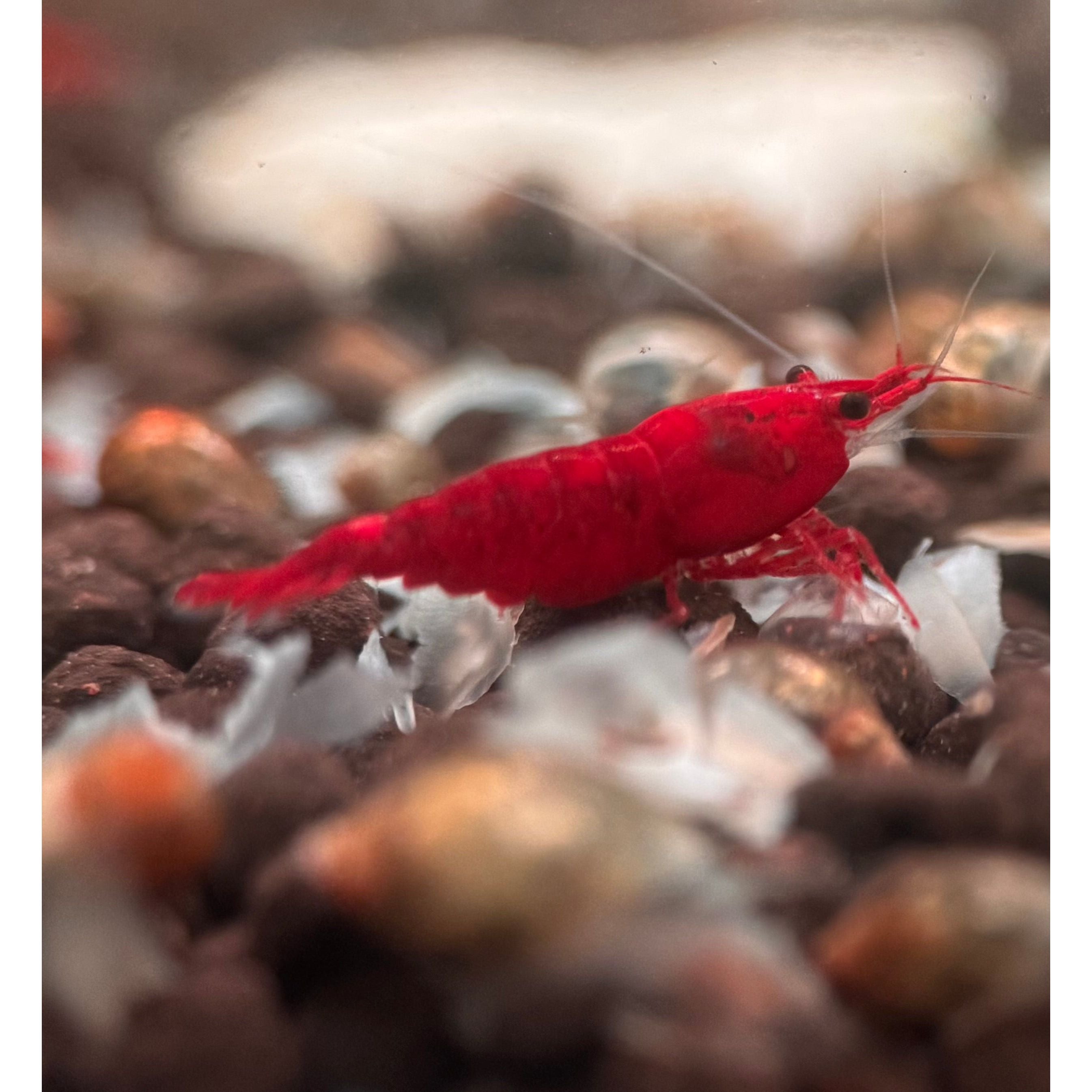 Cherry Shrimp - Bloody Mary 1cm Micro Aquatic Shop