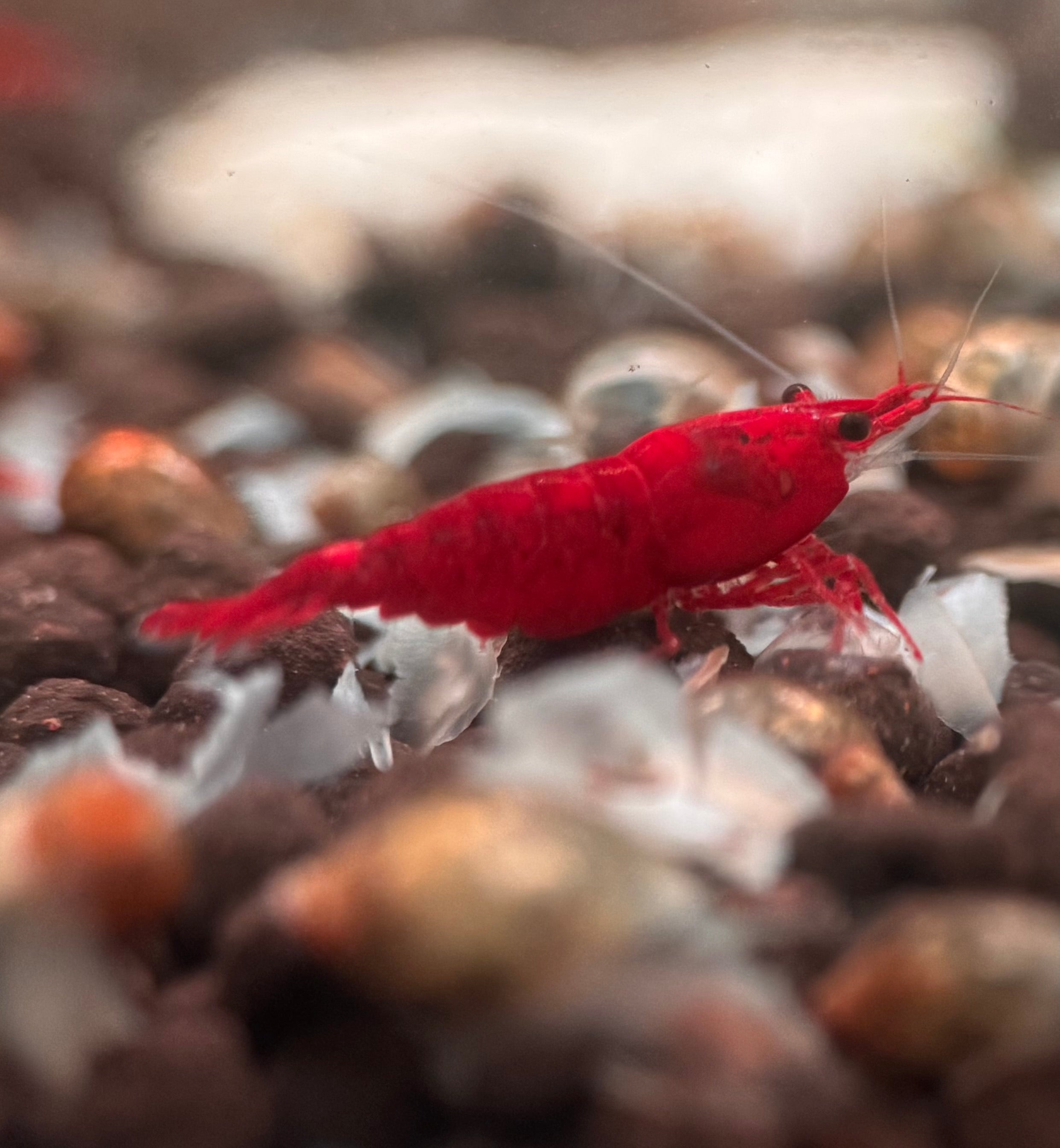 Cherry Shrimp - Bloody Mary 1cm Micro Aquatic Shop