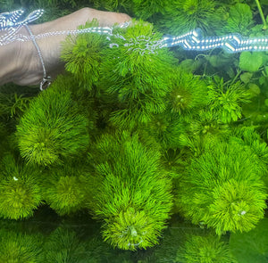 Buy 3 Get 1 Free Aquarium Plants Bundle Micro Aquatic Shop