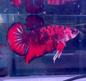 Betta Male - Koi Show K1 Micro Aquatic Shop