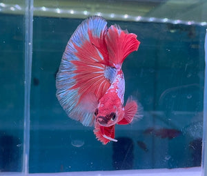 Betta Male - Rainbow Color C2 Micro Aquatic Shop