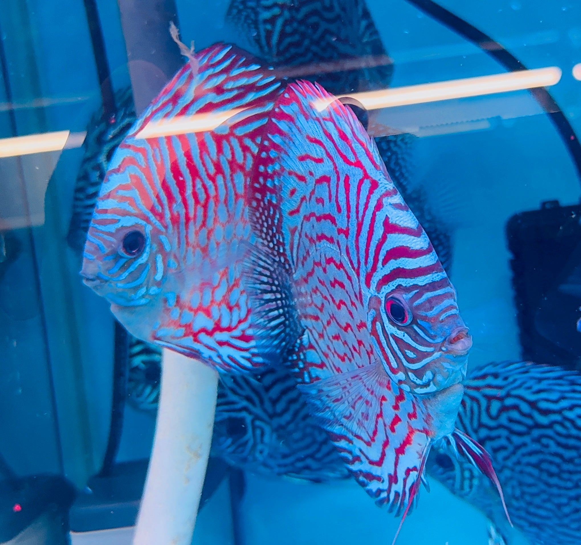 Discus - Tiger turquoise 11cm Show Micro Aquatic Shop