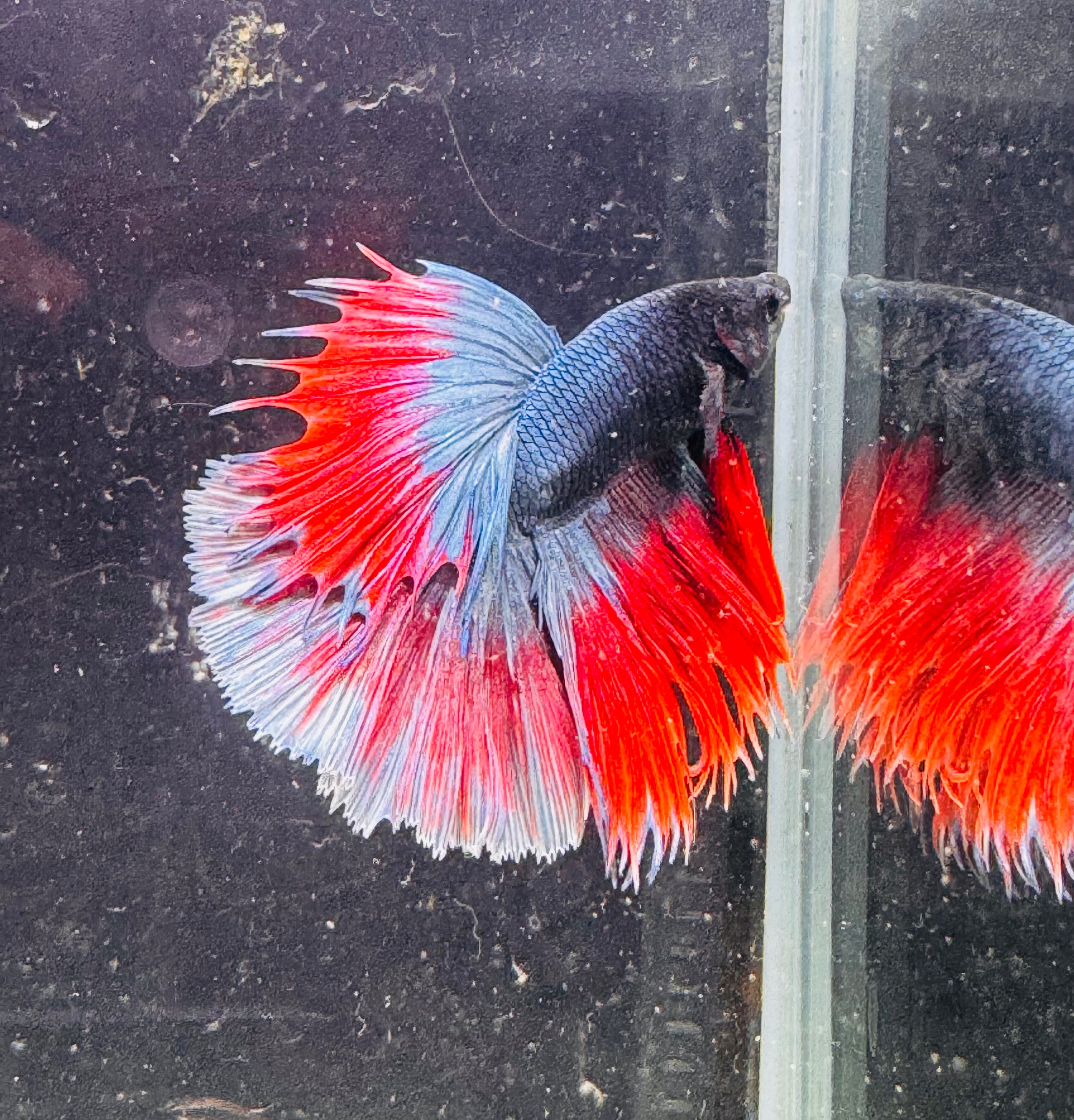 Betta Male - A Grade Half Moon Red & Blue