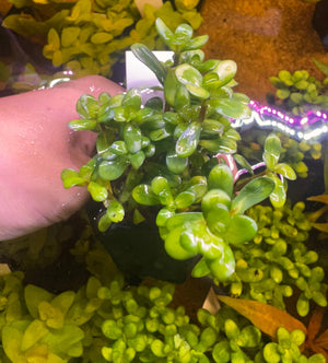 Buy 3 Get 1 Free Aquarium Plants Bundle Micro Aquatic Shop