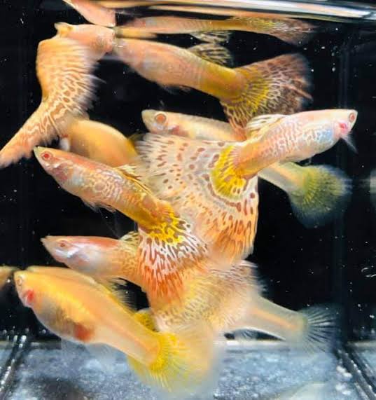 Guppy - Albino King Yellow Tiger Pair