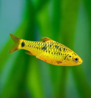 Flash Sale Barb - 6x Assorted Barb Micro Aquatic Shop