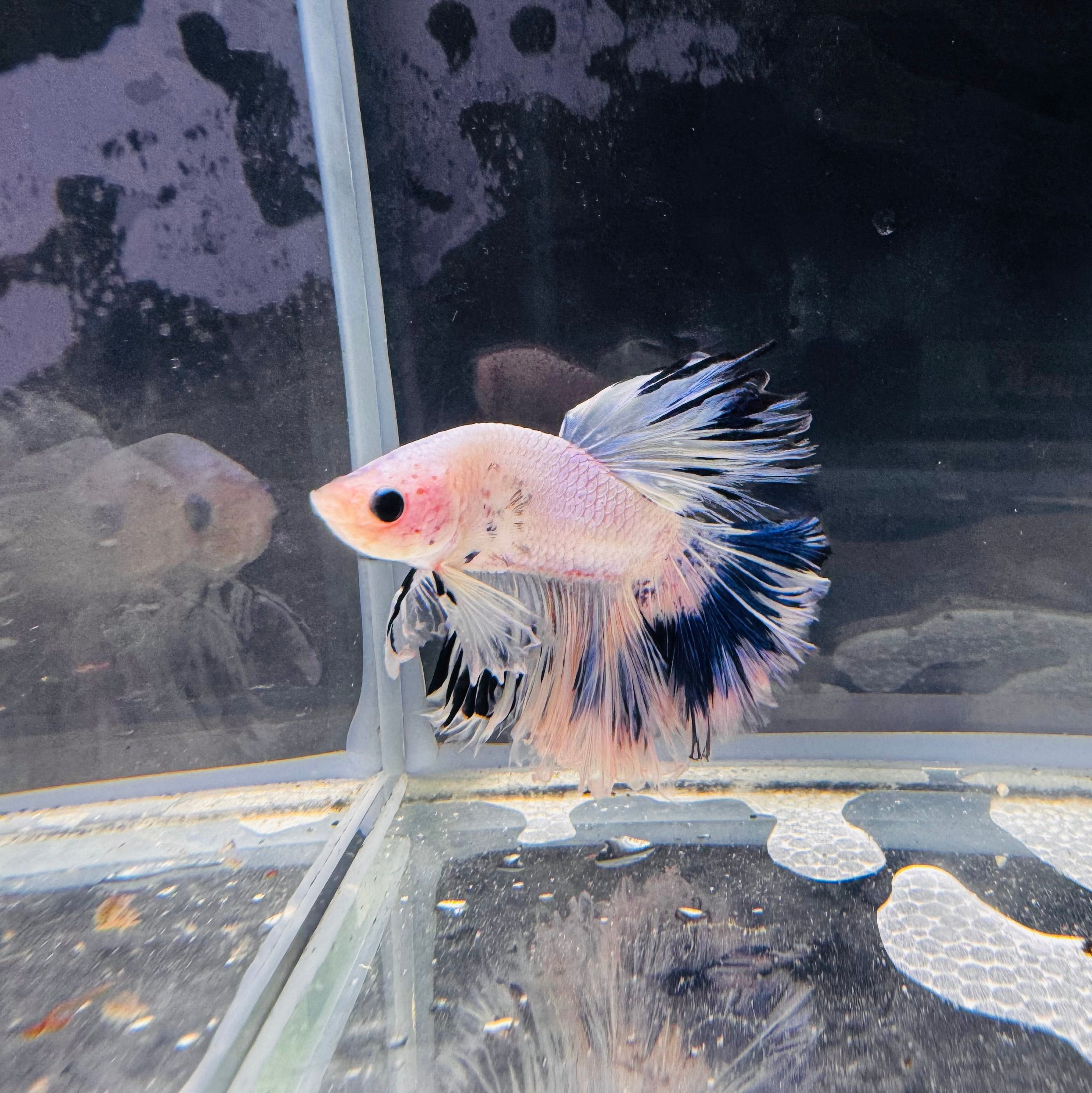 Betta Male - A Grade Half Moon Fairy Tales 2