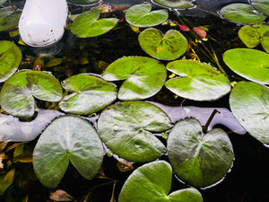 Banana Lily - Nymphoides Aquatica Micro Aquatic Shop